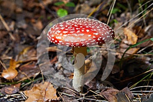 Toxic and hallucinogen mushroom Fly Agaric in grass