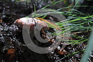 Toxic and hallucinogen mushroom Fly Agaric in grass on autumn forest