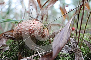 Toxic and hallucinogen mushroom Fly Agaric in grass on autumn forest