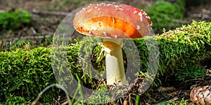 Toxic and hallucinogen mushroom Fly Agaric in grass on autumn forest background