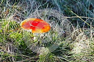 Toxic and hallucinogen mushroom Fly Agaric in grass on autumn forest background