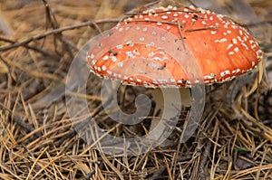 Toxic and hallucinogen mushroom Fly Agaric in grass on autumn forest background. Red poisonous Amanita Muscaria fungus macro close