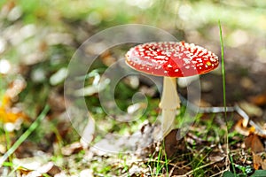 Toxic and hallucinogen mushroom Fly Agaric in grass on autumn forest background. Red poisonous Amanita Muscaria fungus macro close