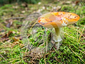 Toxic and hallucinogen mushroom Fly Agaric in grass photo