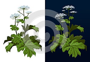 Toxic hogweed plant. Cow-bream. Heracleum plant. Heracleum Sosnowski full size isolated on white vector illustration.