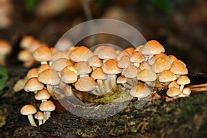 Toxic Hypholoma fascicularis