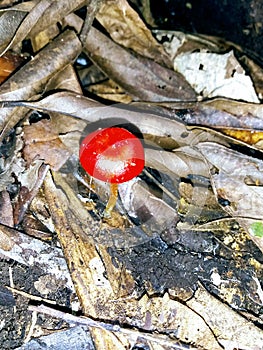 Toxic Intense Red Mushroom Found in Brazil Dangerous for Humans.