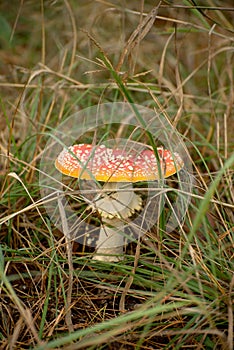 Toxic mushroom Amanita or Fly Agaric Fungi on the Forest floor in tall green grass. Vertical natural autumnal background