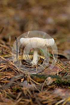 Toxic mushroom Amanita or Fly Agaric Fungi on the Forest floor in tall green grass. Vertical natural autumnal background