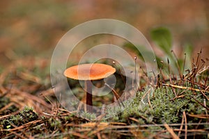 Toxic mushroom Amanita or Fly Agaric Fungi on the Forest floor in tall green grass. Vertical natural autumnal background