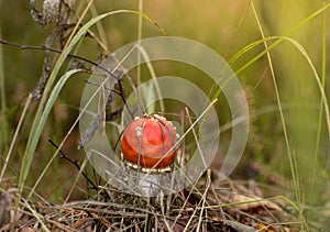 Toxic mushroom Amanita or Fly Agaric Fungi on the Forest floor in tall green grass. Vertical natural autumnal background