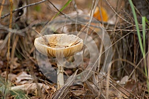 Toxic mushroom Amanita or Fly Agaric Fungi on the Forest floor in tall green grass. Vertical natural autumnal background