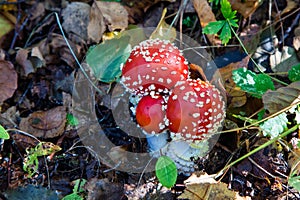 The toxic mushroom Amanita muscaria at Kendlmuehlfilz near Grassau, an upland moor in Bavaria, Germany