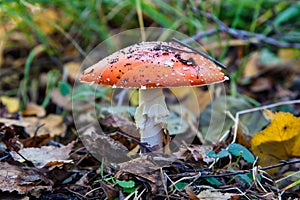 The toxic mushroom Amanita muscaria at Kendlmuehlfilz near Grassau, an upland moor in Bavaria, Germany