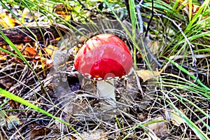 The toxic mushroom Amanita muscaria at Kendlmuehlfilz near Grassau, an upland moor in Bavaria, Germany