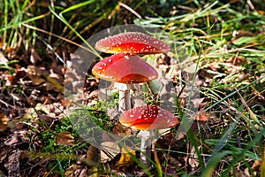 The toxic mushroom Amanita muscaria at Kendlmuehlfilz near Grassau, an upland moor in Bavaria, Germany