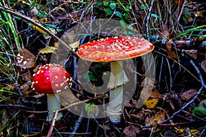 The toxic mushroom Amanita muscaria at Kendlmuehlfilz near Grassau, an upland moor in Bavaria, Germany