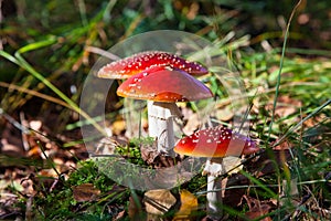 The toxic mushroom Amanita muscaria at Kendlmuehlfilz near Grassau, an upland moor in Bavaria, Germany