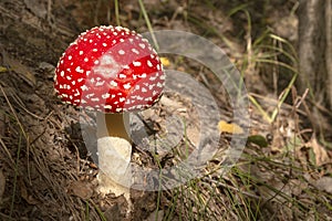 Toxic mushroom Fly Agaric in grass on autumn forest background. Red poisonous Amanita Muscaria