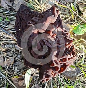 Toxic mushroom Gyromitra esculenta in the spring forest