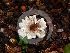 Toxic mushroom lepiota christata, beige speckled with brown, flower shaped