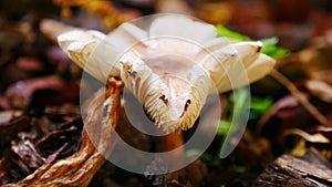 Toxic mushroom lepiota christata, beige speckled with brown, flower shaped