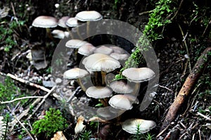 Toxic mushrooms on ground in the jungle