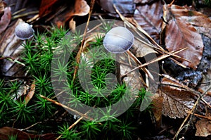 Toxic mushrooms on ground in the jungle at Black Forest or Schwarzwald at Seebach district of Zurich city in Baden Wurttemberg,