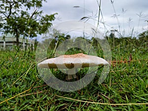Toxic mushrooms in the lawn.