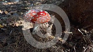 The toxic and poisonous mushroom, the scientific name of which is the red amanita mushroom.