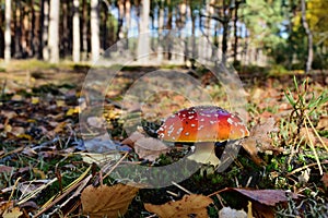 Toxic red mushroom amanita muscaria