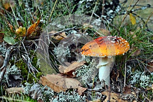 Toxic red mushroom amanita muscaria