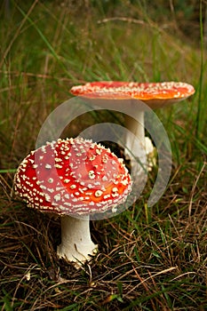 toxic wild fly mushroom amanita muscaria photo