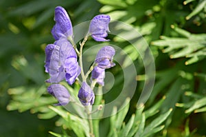 Toxic Wolfsbane or Monk's Hood (Aconitum napellus)