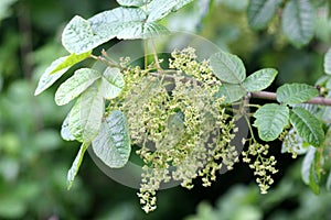 Toxicodendron diversilobum, Pacific poison oak