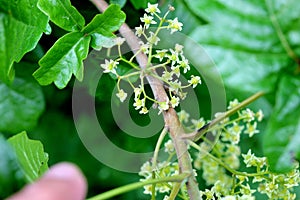 Toxicodendron diversilobum, Pacific poison oak photo