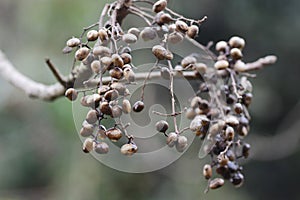 Toxicodendron sylvestre fruits