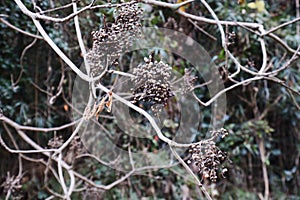 Toxicodendron sylvestre fruits