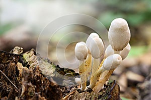 Toxin mushroom in the tropical forest.