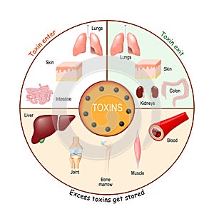 Toxins. Process of Detoxification and elimination photo