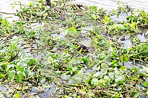 Toxins in the river / Green water hyacinth in the river