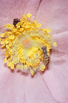 Toxomerus Hoverfly on Flower