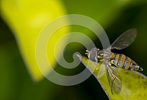 Toxomerus marginatus or flower fly on a green leaf