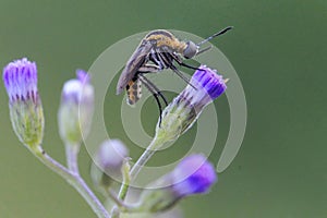 A Toxophora amphitea perching on a wild flower.