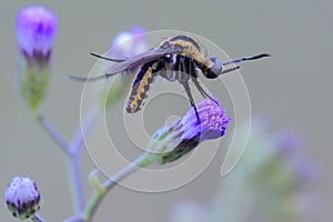 A Toxophora amphitea perching on a wild flower.