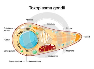 Toxoplasma gondii. Cell Structure and anatomy