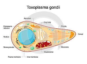 Toxoplasma gondii. Cell Structure and anatomy photo