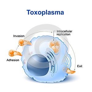 Toxoplasma gondii invasion and dissemination in the cell photo