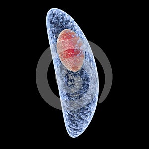 Toxoplasma gondii isolated on black background photo
