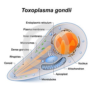 Toxoplasma gondii photo